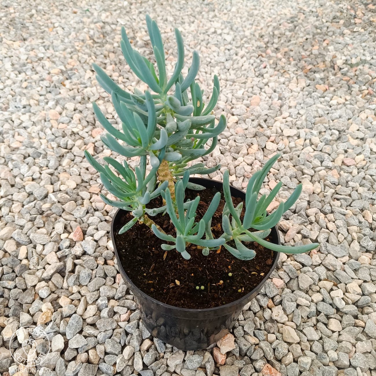 Obrázok Starček mandraliskový (Senecio mandraliscae) ´BLUE MOUNTAIN´ - výška 10-20 cm, kont. C2L (-5 °C)